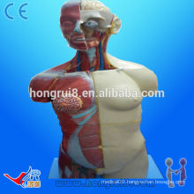 HOT SALES 32 parts 85cm human torso Dual-Sex